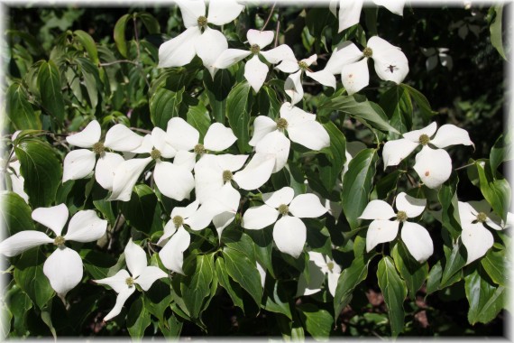 Dereń kousa odmiana chińska (Cornus kousa var. chinensis)