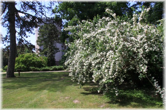 Jaśminowiec (Philadelphus) 'Virginal'