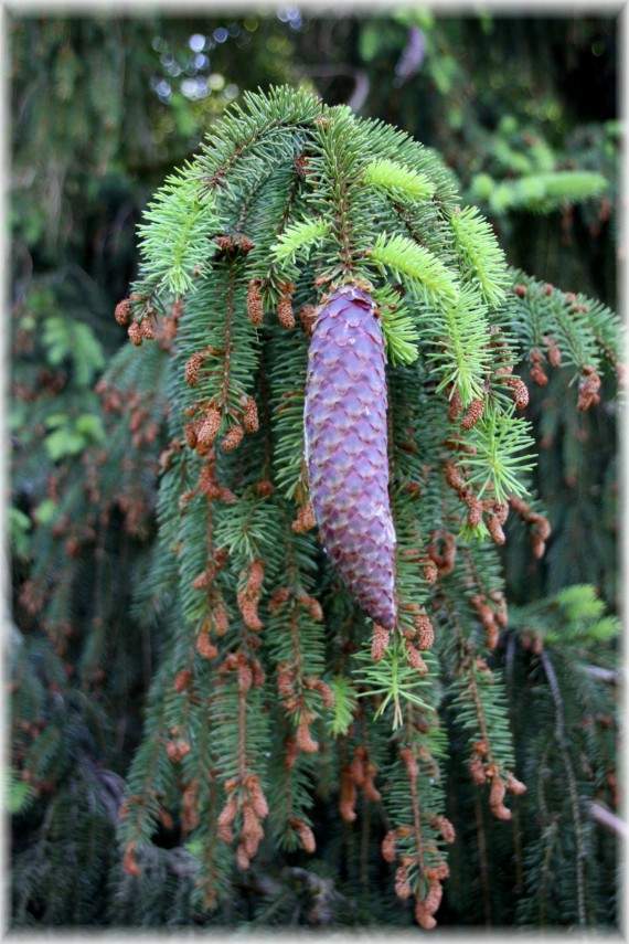 Świerk pospolity (Picea abies)