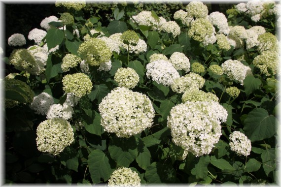 Hortensja krzewiasta (Hydrangea arborescens) 'Annabelle'