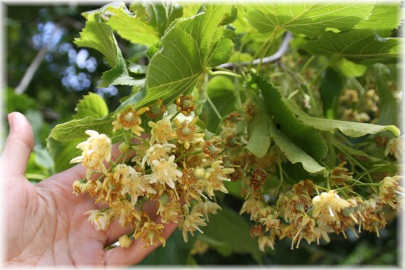 Lipa amerykańska (Tilia americana)