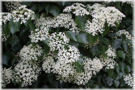 Kalina brzozolistna (Viburnum betulifolium)