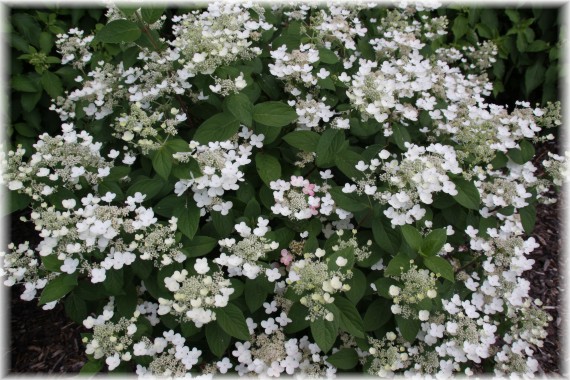 Hortensja bukietowa (Hydrangea paniculata) EARLY SENSATION 'Bulk'