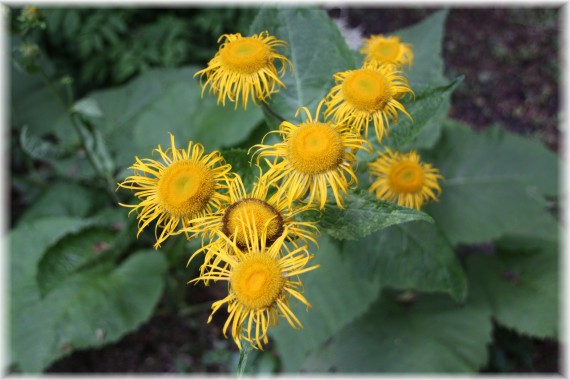 Oman wielki (Inula helenium)