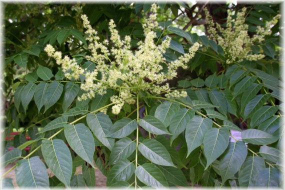 Bożodrzew gruczołkowaty (Ailanthus altissima)