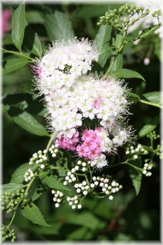 Tawuła japońska (Spiraea japonica) 'Genpei'