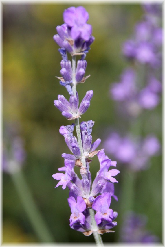 Lawenda wąskolistna (Lavandula angustifolia)