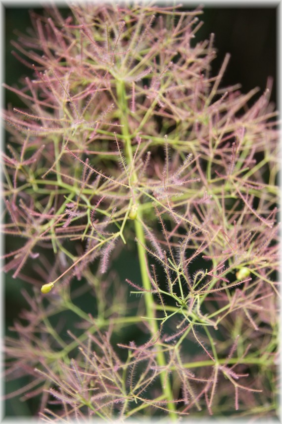 Perukowiec podolski (Cotinus coggygria)