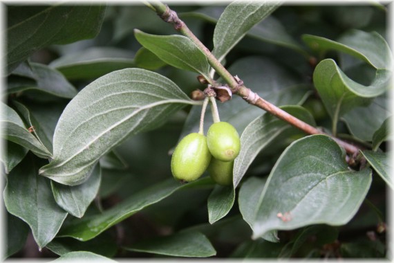 Dereń jadalny (Cornus mas)