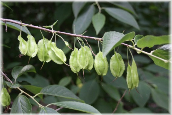 Ośnieża górska (Halesia monticola)