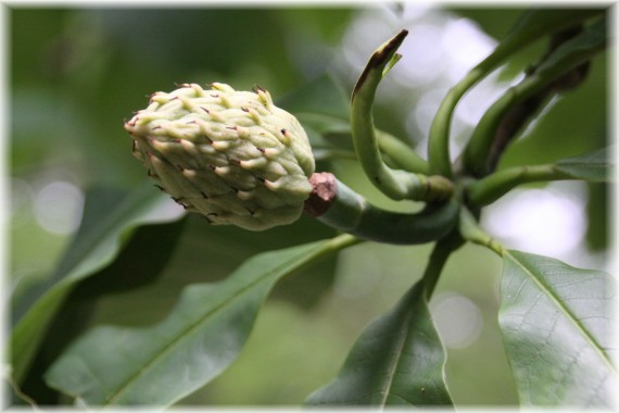 Magnolia parasolowata (Magnolia tripetala)