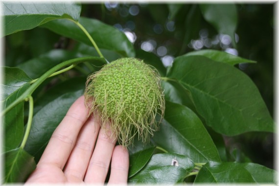 Żółtnica pomarańczowa (Maclura pomifera)