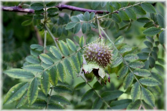 Róża kasztanowa (Rosa roxburghii)