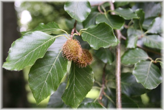 Buk pospolity (Fagus sylvatica)