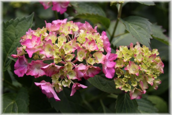 Hortensja ogrodowa (Hydrangea macrophylla)