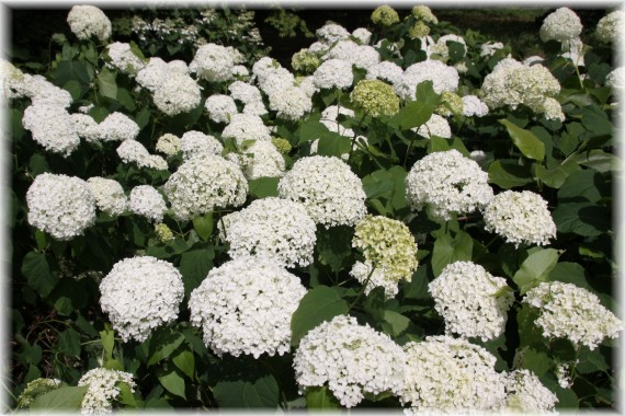 Hortensja krzewiasta(Hydrangea arborescens) 'Annabelle'