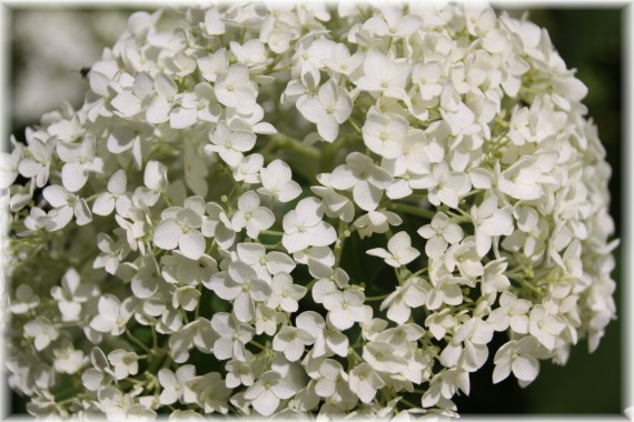 Hortensja krzewiasta(Hydrangea arborescens) 'Annabelle'