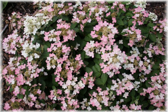 Hortensja bukietowa (Hydrangea paniculata) 'Polestar'