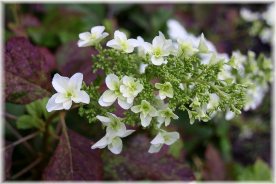 Hortensja dębolistna (Hydrangea quercifolia) 'Snowflake'