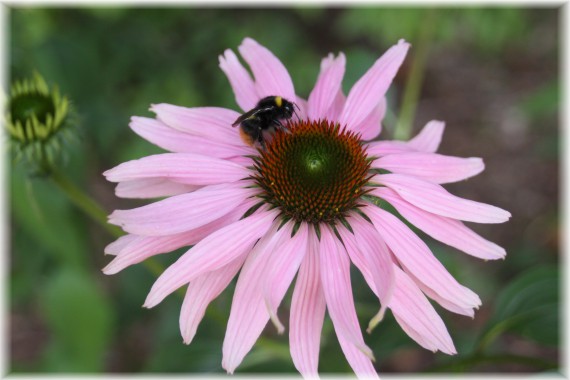 Jeżówka purpurowa (Echinacea purpurea)