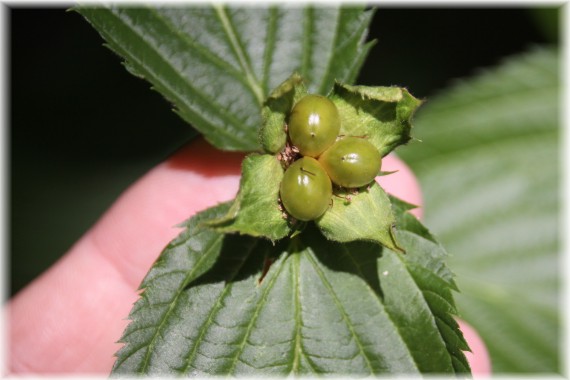 Różowiec biały (Rhodotypos scandens)