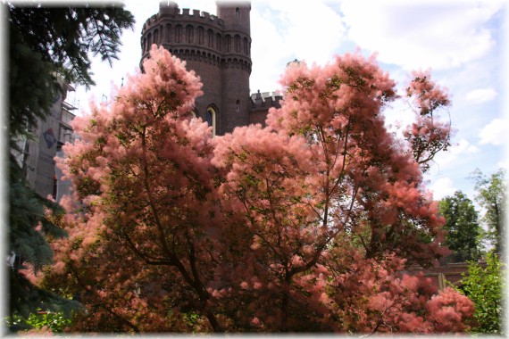 Perukowiec podolski (Cotinus coggygria) 'Royal Purple'