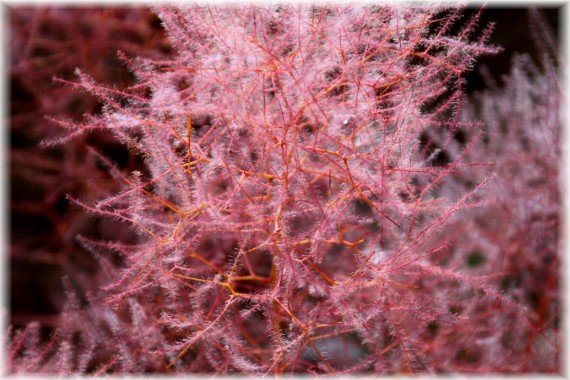 Perukowiec podolski (Cotinus coggygria) 'Royal Purple'