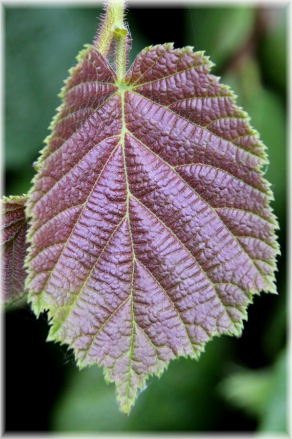 Leszczyna pospolita (Corylus avellana) 'Pendula'