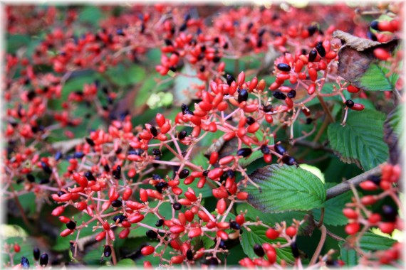 Kalina japońska (Viburnum plicatum) 'Shasta'