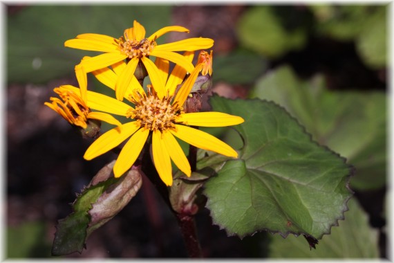 Języczka pomarańczowa (Ligularia dentata)