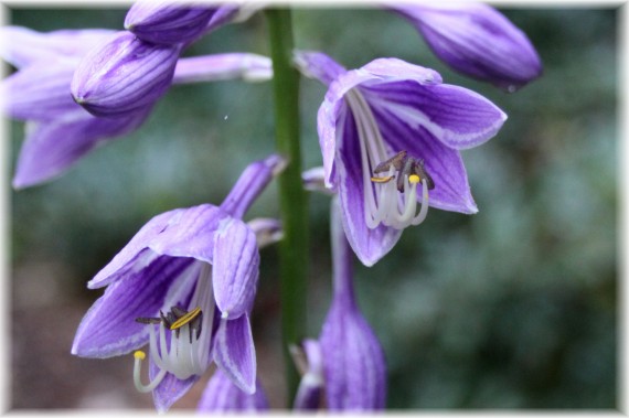 Funkia (Hosta sp.)