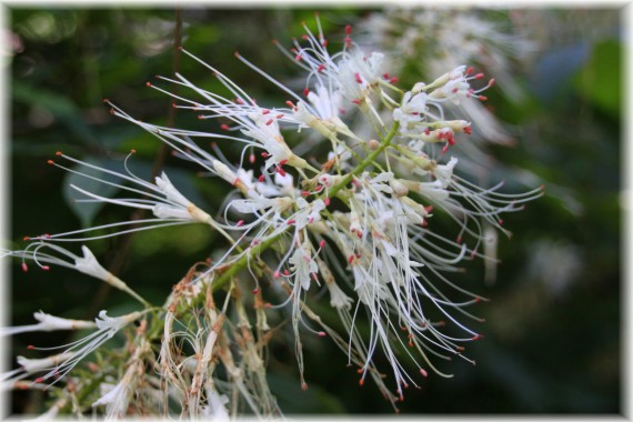 Kasztanowiec drobnokwiatowy (Aesculus parviflora)