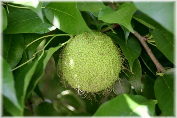 Żółtnica pomarańczowa (Maclura pomifera)