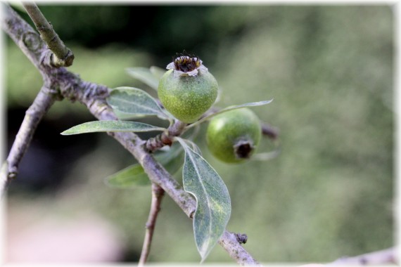 Grusza wierzbolistna (Pyrus salicifolia)