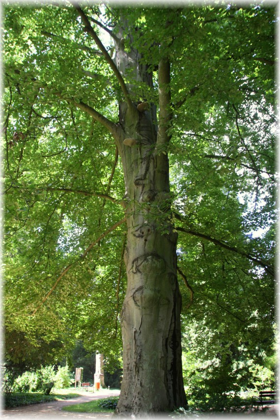 Buk pospolity (Fagus sylvatica)