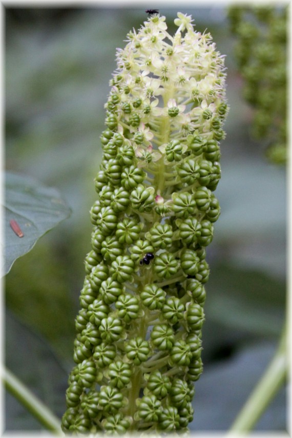 Szkarłatka amerykańska (Phytolacca americana)