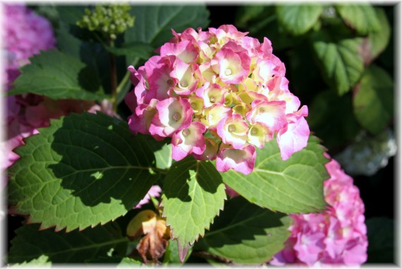 Hortensja ogrodowa (Hydrangea macrophylla)