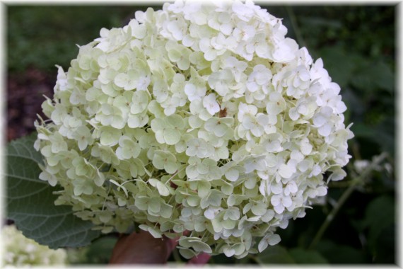 Hortensja krzewiasta (Hydrangea arborescens) 'Annabelle'