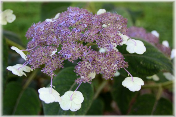 Hortensja Sargent'a (Hydrangea sargentiana)