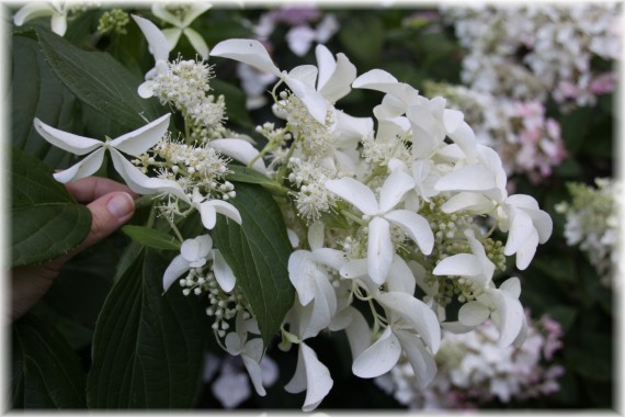 Hortensja bukietowa (Hydrangea paniculata) GREAT STAR 'Le Vasterival'