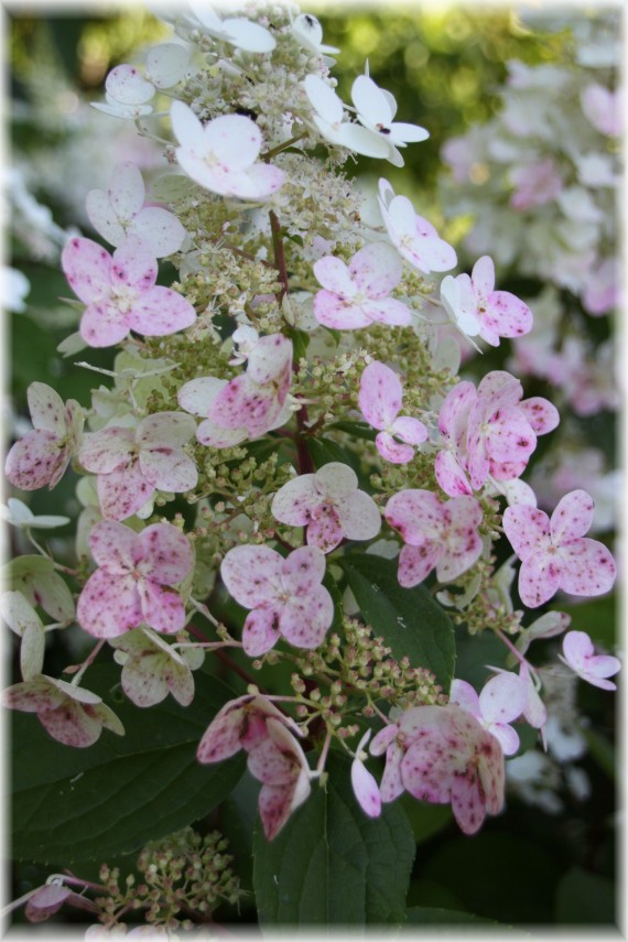 Hortensja bukietowa (Hydrangea paniculata) 'Wim's Red'