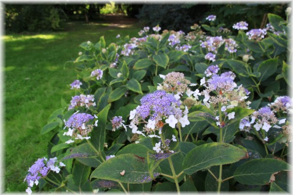 Hortensja otulona (Hydrangea involucrata)