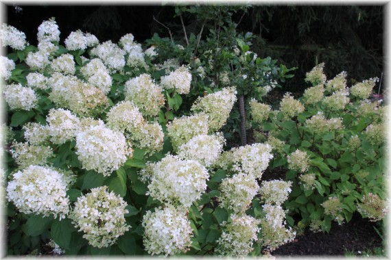 Hortensja bukietowa (Hydrangea paniculata) 'Mega Pearl'
