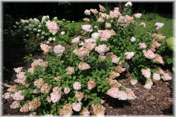 Hortensja bukietowa (Hydrangea paniculata) 'VANILLE-Fraise 'Renhy'