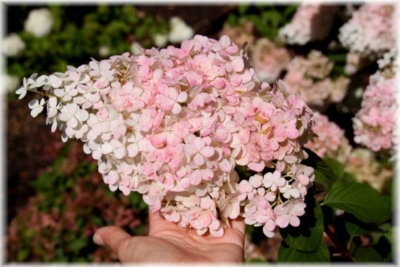 Hortensja bukietowa (Hydrangea paniculata) 'VANILLE-Fraise 'Renhy'