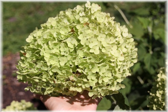 Hortensja krzewiasta (Hydrangea arborescens) 'Annabelle'