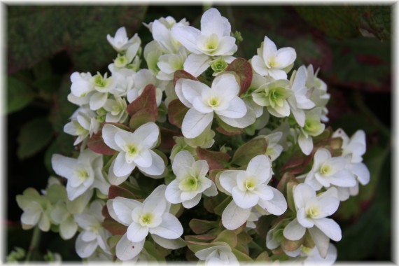 Hortensja dębolistna (Hydrangea quercifolia) 'Snowflake'