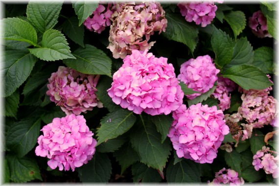 Hortensja ogrodowa (Hydrangea macrophylla)