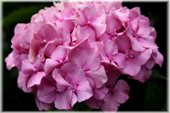 Hortensja ogrodowa (Hydrangea macrophylla)