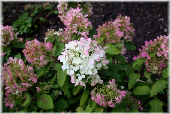 Hortensja bukietowa (Hydrangea paniculata) DIAMANT ROUGE 'Rendia'